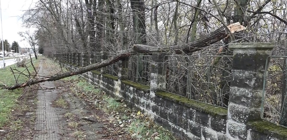 счупен клон